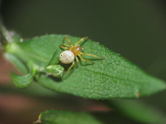 Araniella displicata