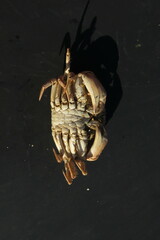 Glebocarcinus amphioetus