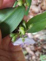 Tradescantia subaspera
