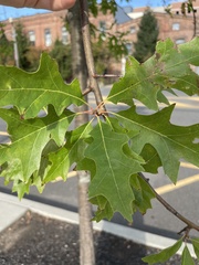 Quercus palustris