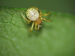 Araniella displicata