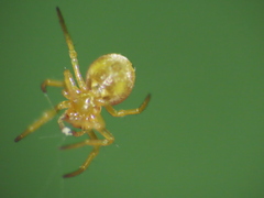 Araniella displicata