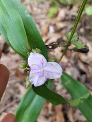 Tradescantia subaspera