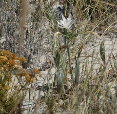 Pancratium maritimum