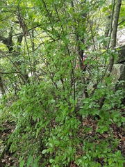 Vaccinium arboreum