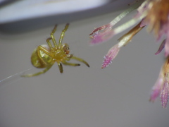 Araniella displicata