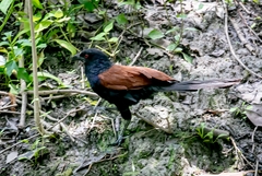Centropus sinensis