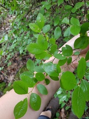 Vaccinium arboreum