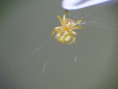 Araniella displicata