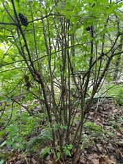 Vaccinium arboreum