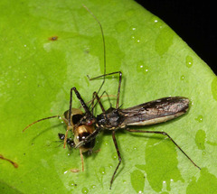 Reduviidae