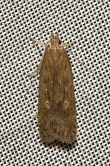 Helcystogramma triannulella