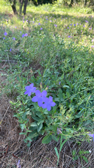 Ruellia nudiflora