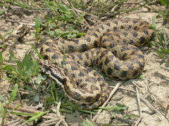 Vipera aspis