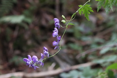 Aconitum variegatum