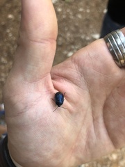 Canthophorus melanopterus