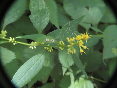 Asteromyia carbonifera