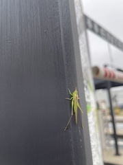 Conocephalus fasciatus