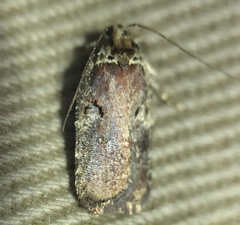 Agonopterix lythrella