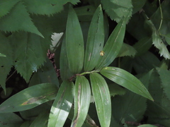 Maianthemum stellatum