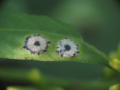 Asteromyia carbonifera