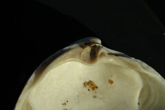 Spisula sachalinensis