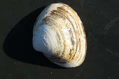 Spisula sachalinensis