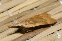 Dichomeris derasella