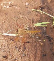 Brachythemis contaminata