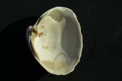 Spisula sachalinensis