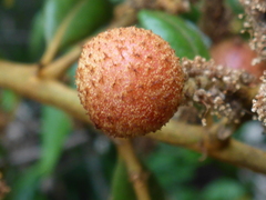 Dryocosmus castanopsidis