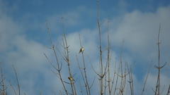 Carduelis carduelis