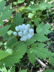 Actaea rubra neglecta