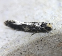 Monopis marginistrigella