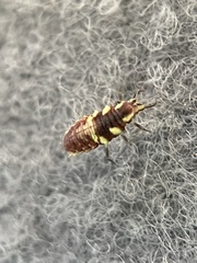 Chrysoperla rufilabris