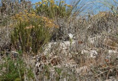 Pancratium maritimum