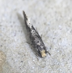 Monopis marginistrigella