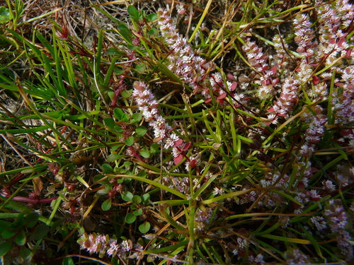 Coral-necklace