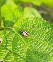 Zygogramma bicolorata