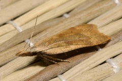 Dichomeris derasella