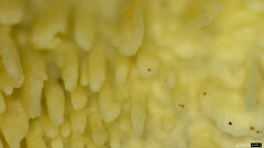 Basidiomycota