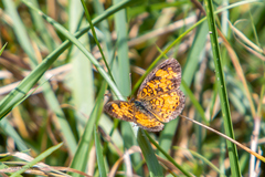Phyciodes tharos