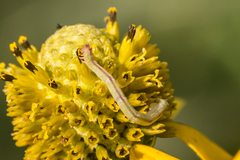 Chlorochlamys chloroleucaria