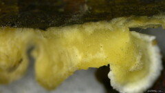 Basidiomycota