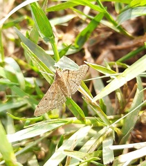 Herpetogramma
