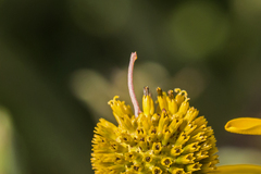 Chlorochlamys chloroleucaria