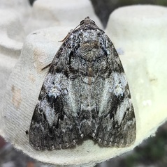 Catocala ilia