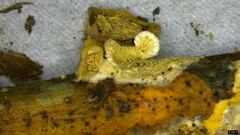 Basidiomycota