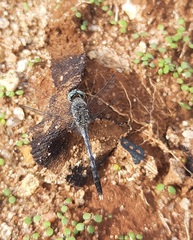 Diplacodes trivialis