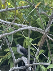 Mimus gilvus magnirostris